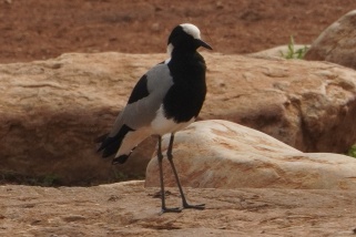 Vanellus armatus - Schmiedekiebitz (Cayennekiebitz)